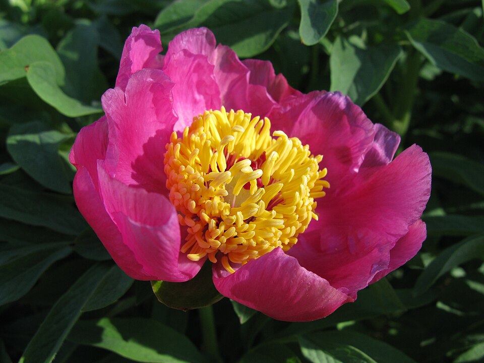 Paeonia officinalis (common peony)