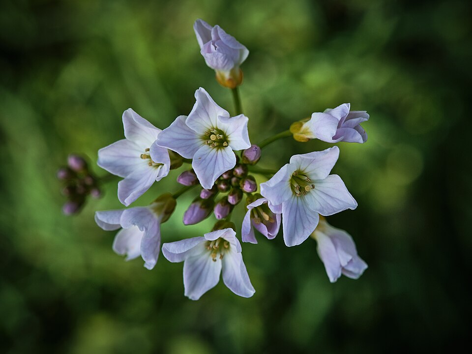 Cardamine (Bittercresses and Toothworts) (alternate view 2)