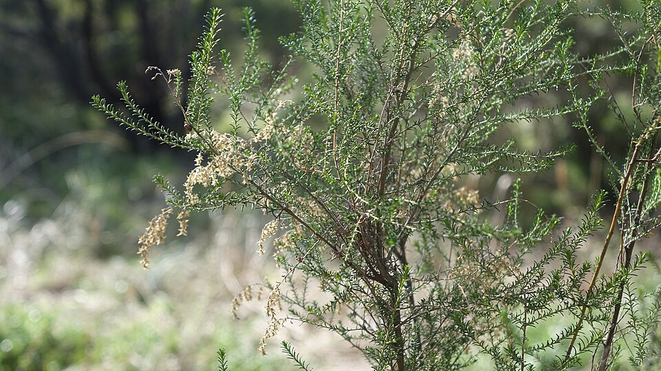 Cassinia sifton (Sifton Bush) (alternate view 8)