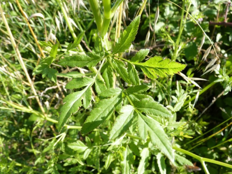Sison amomum (stone parsley)