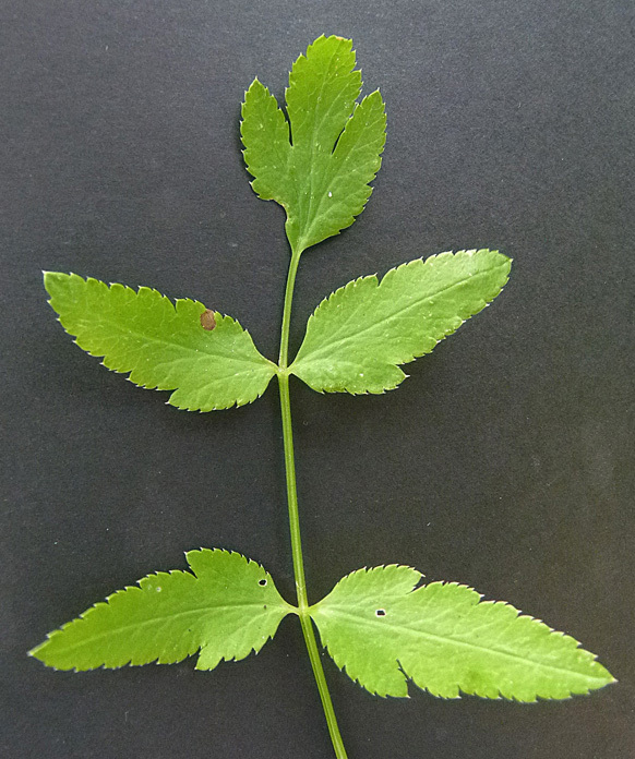 Sison amomum (stone parsley)
