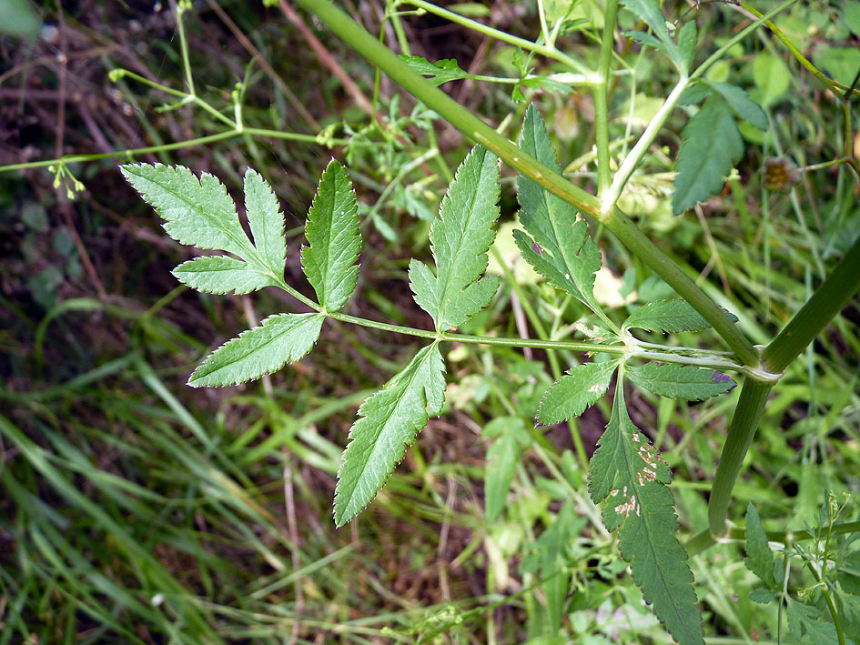 Sison amomum (stone parsley)