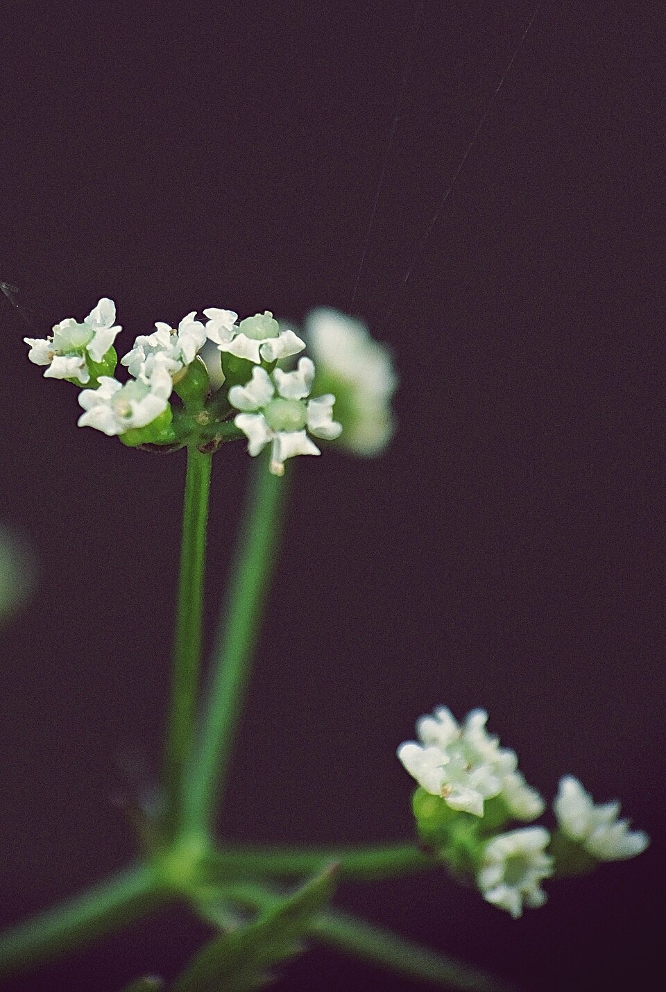 Sison amomum (stone parsley)