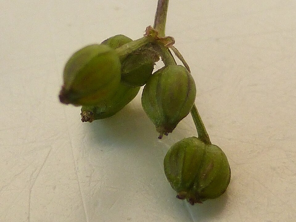 Sison amomum (stone parsley)