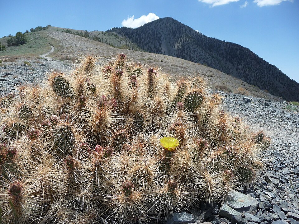 Opuntia (Prickly Pears) (alternate view 3)