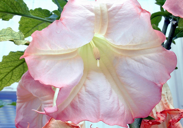 Brugmansia suaveolens (Angel's Trumpet) (alternate view 6)
