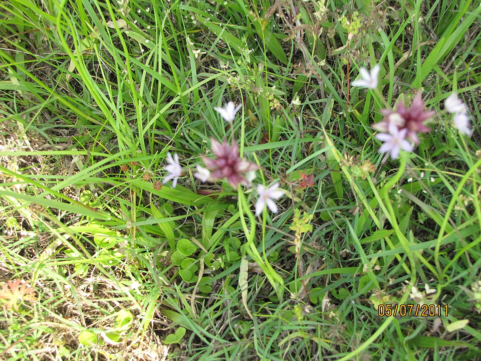 Nothoscordum (alternate view 2)