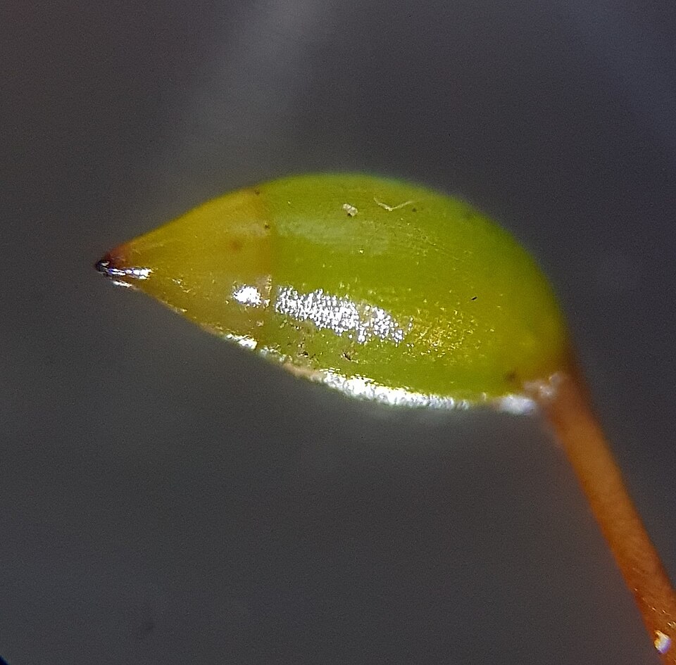 Rhynchostegium confertum (Clustered Feather-moss)