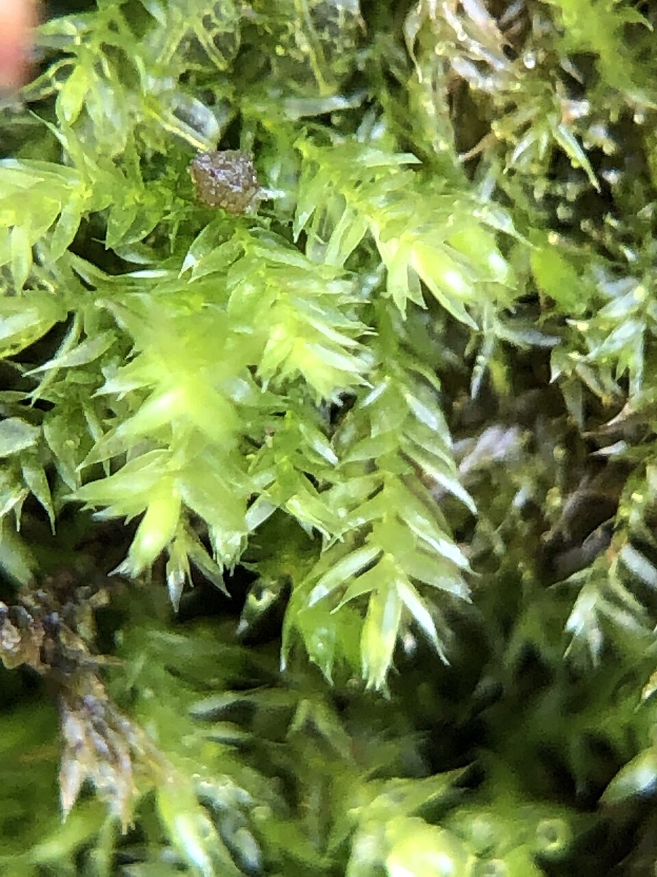 Rhynchostegium confertum (Clustered Feather-moss)