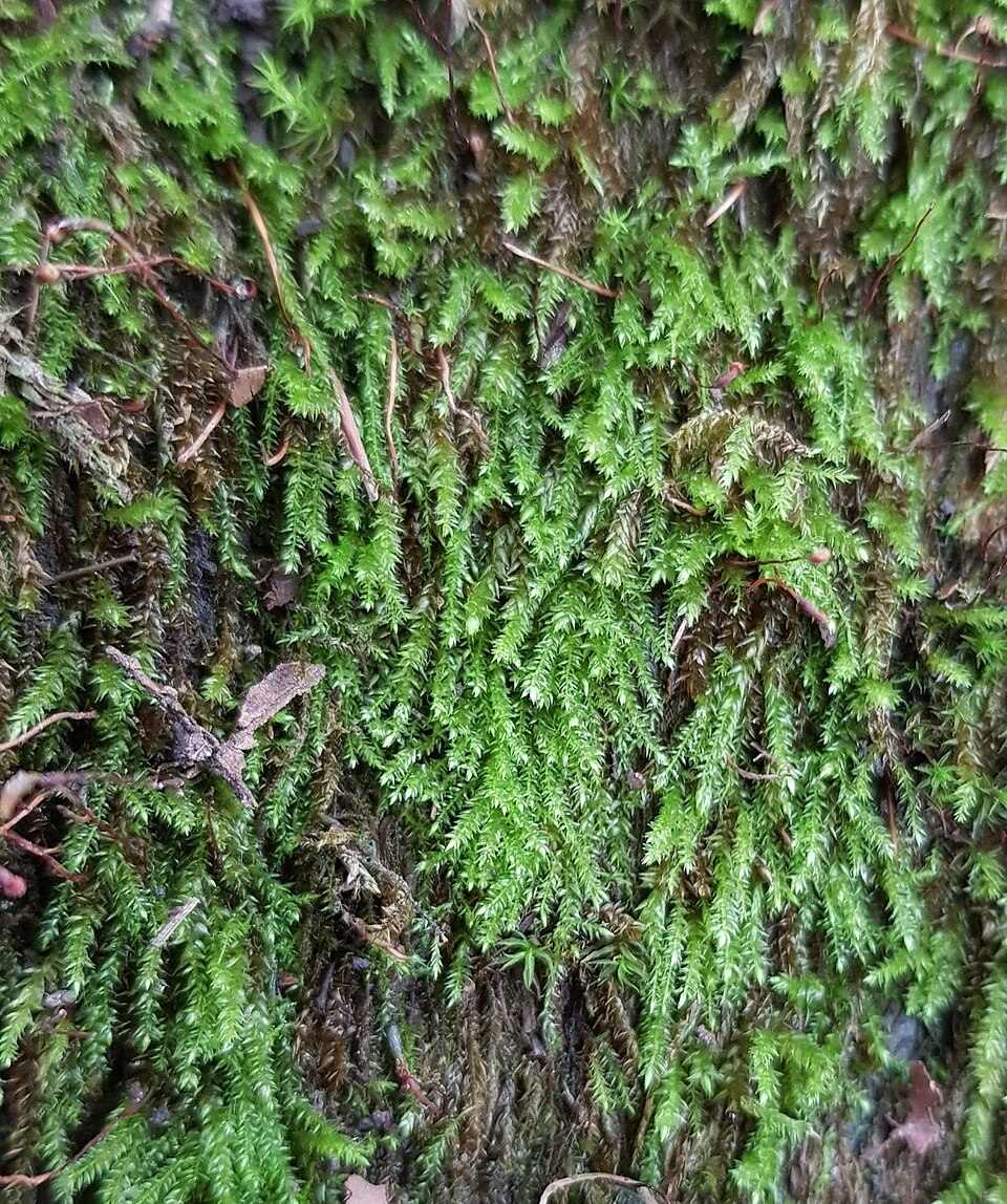 Rhynchostegium confertum (Clustered Feather-moss)