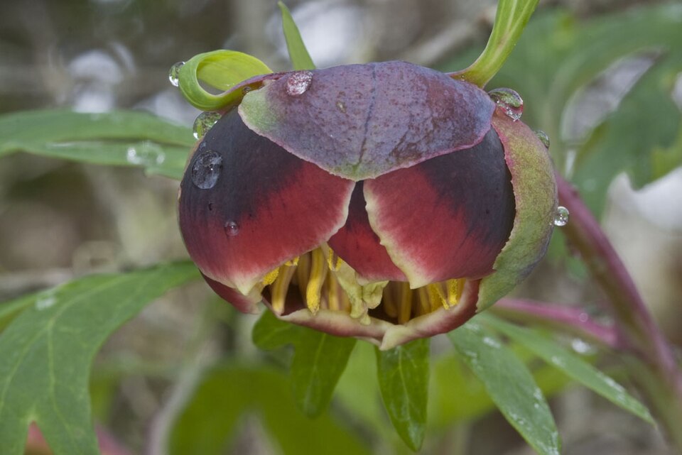 Paeonia californica (California Peony) (alternate view 9)