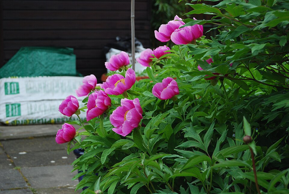 Paeonia officinalis (common peony)
