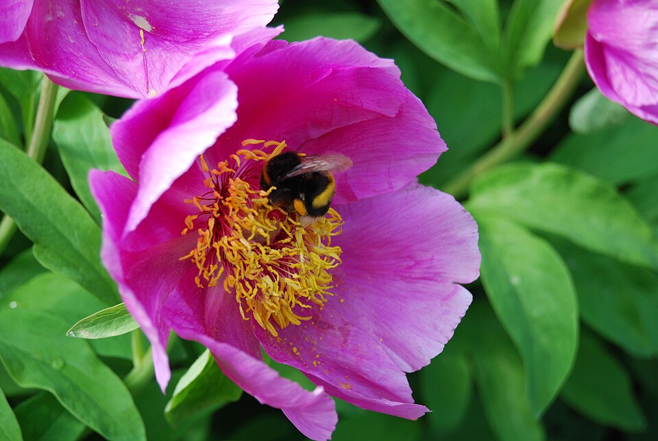 Paeonia officinalis (common peony)