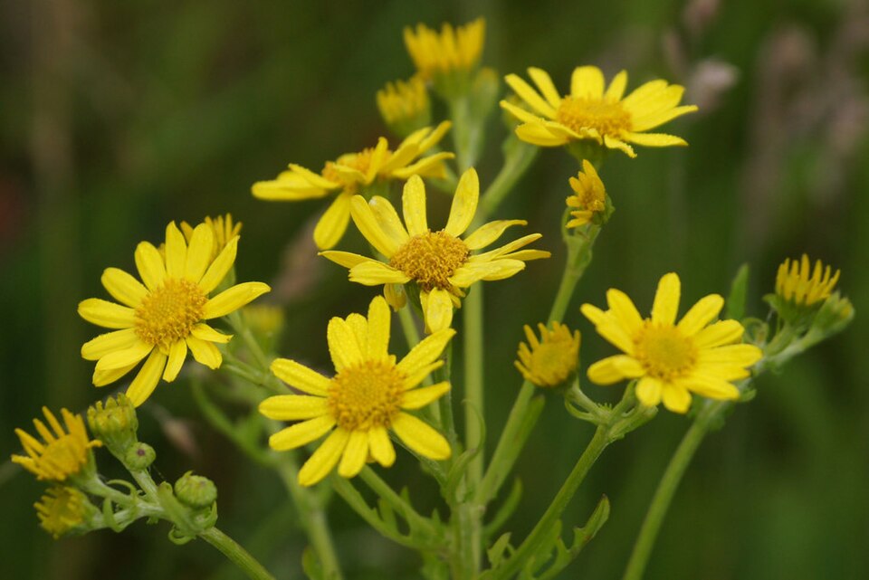 Jacobaea aquatica (Marsh Ragwort)