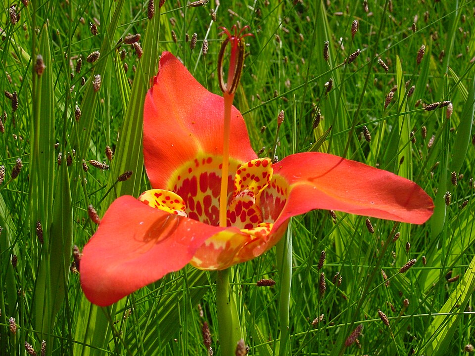 Tigridia pavonia (Mexican shell flower) (alternate view 7)