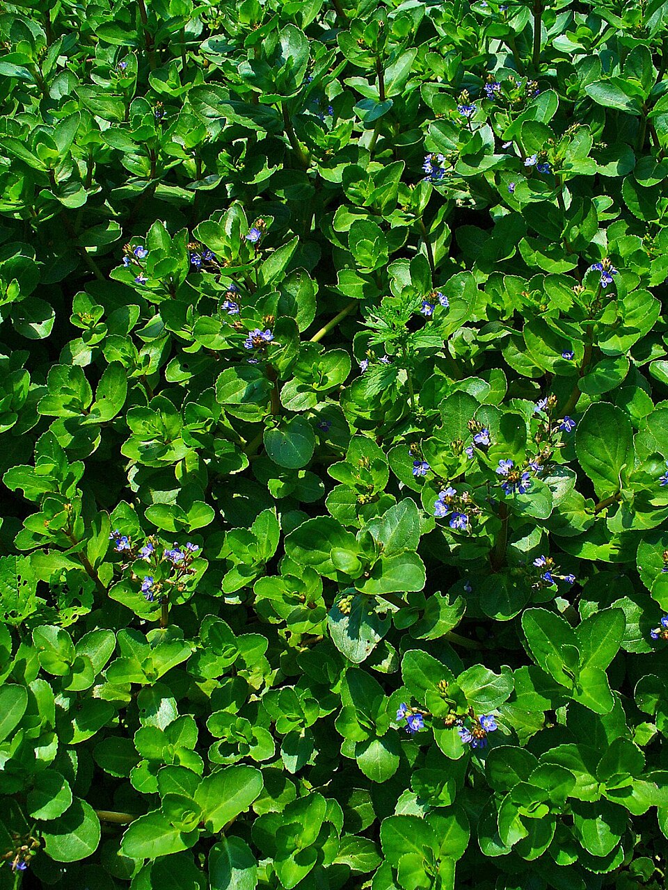 Veronica beccabunga (Brooklime)