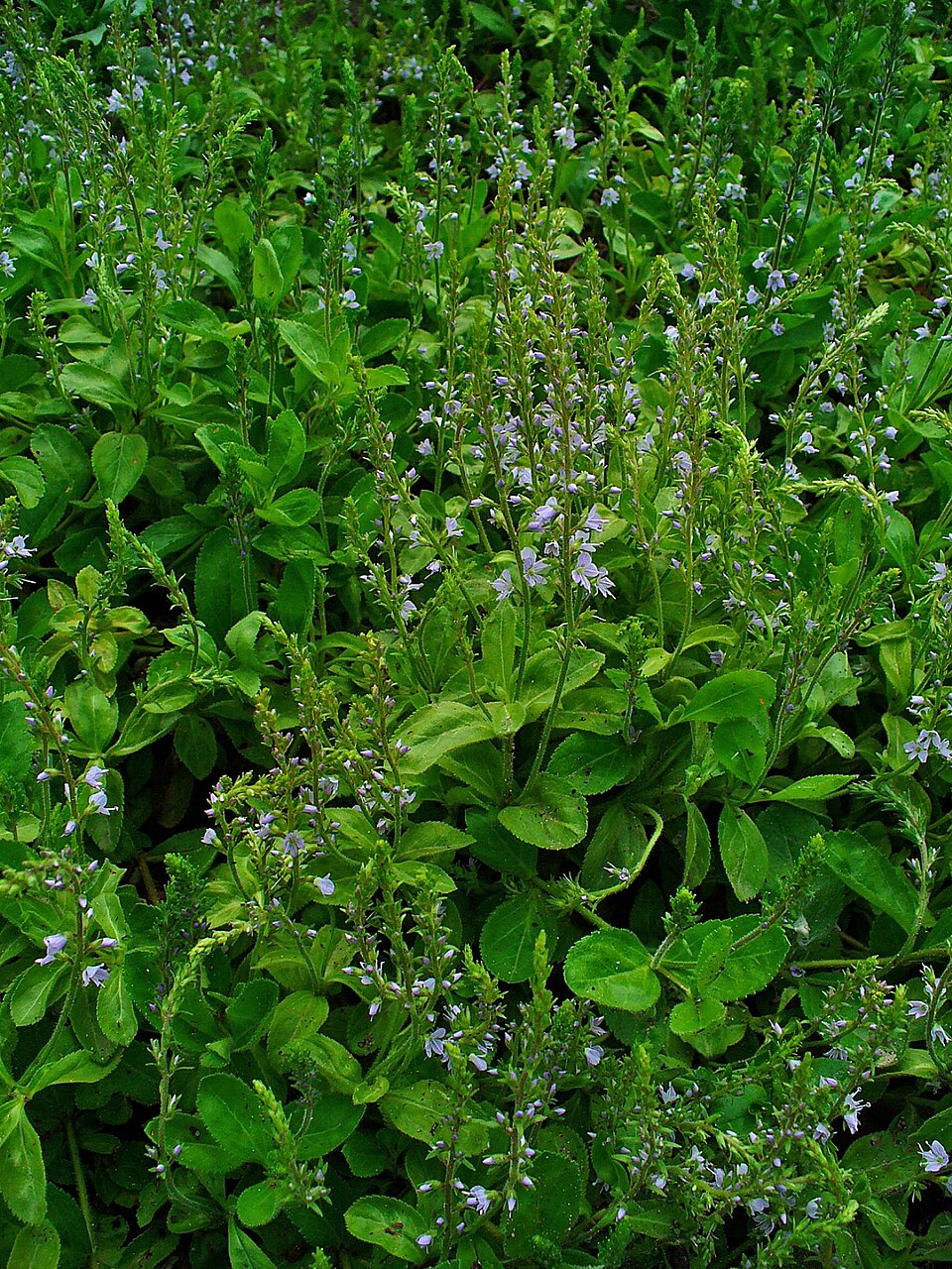 Veronica officinalis (heath speedwell)