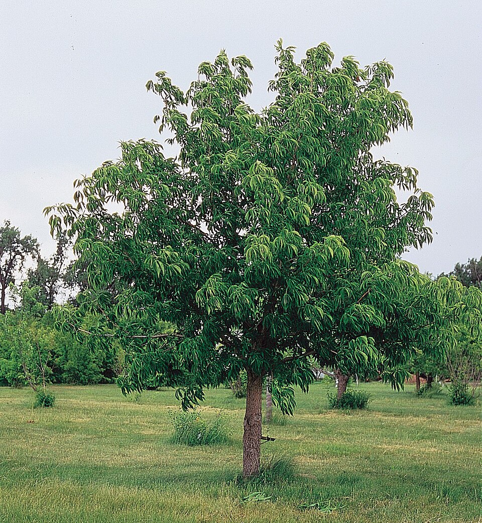 Aesculus glabra (Ohio Buckeye) (alternate view 7)