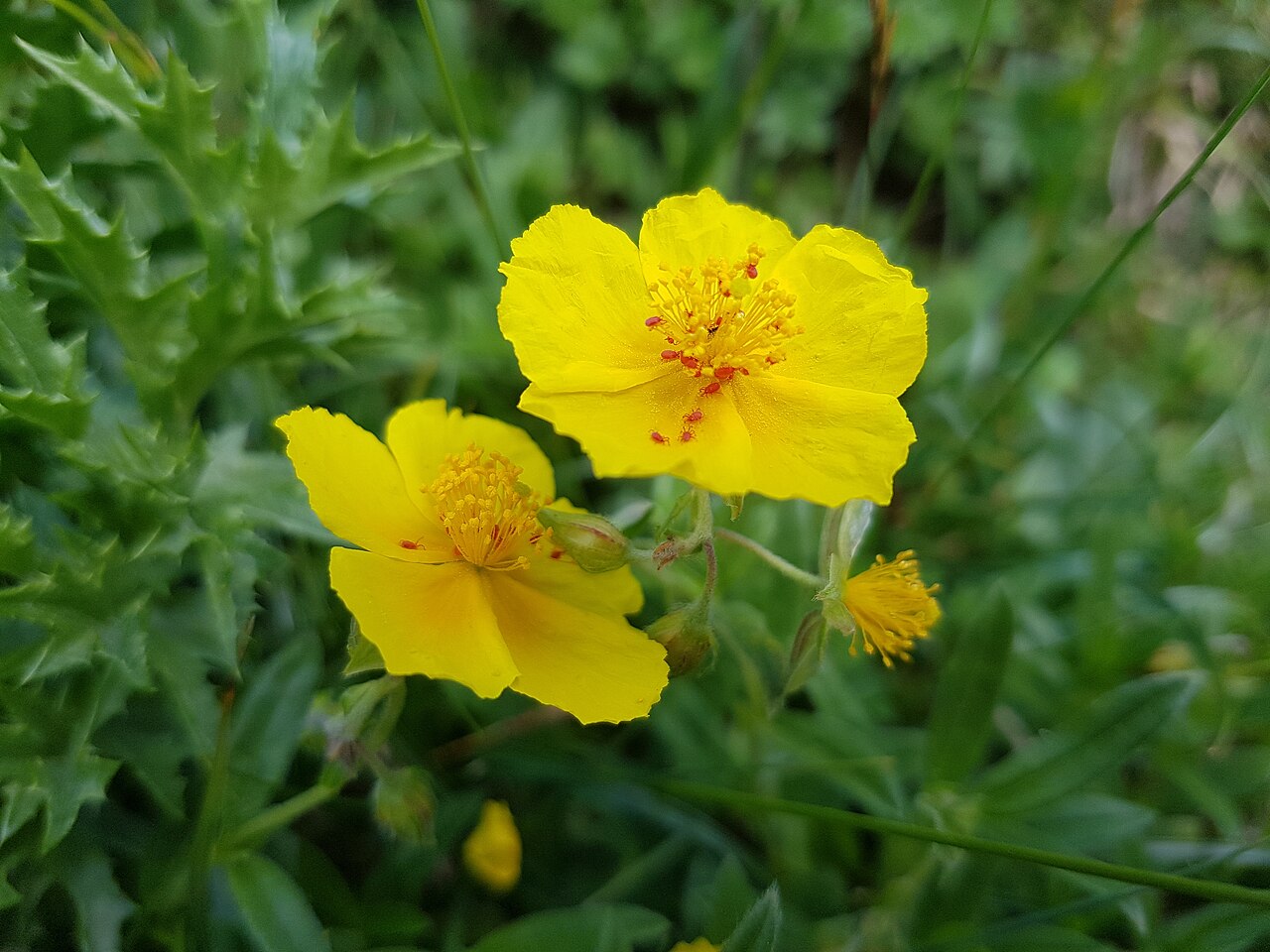 Helianthemum (rock rose, sun rose)