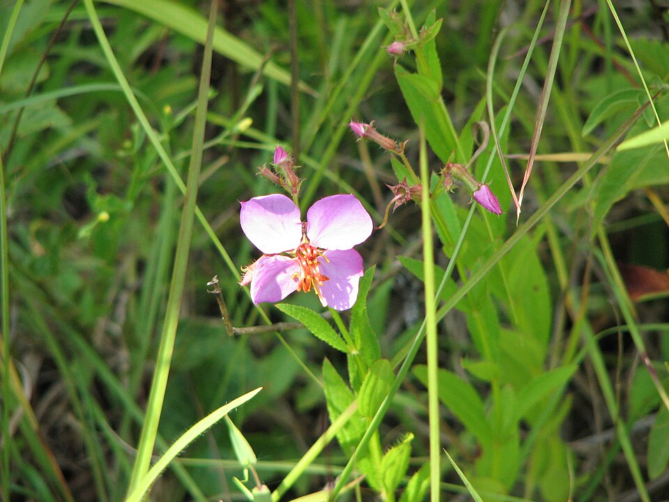 Rhexia virginica (Virginia meadowbeauty) (alternate view 6)