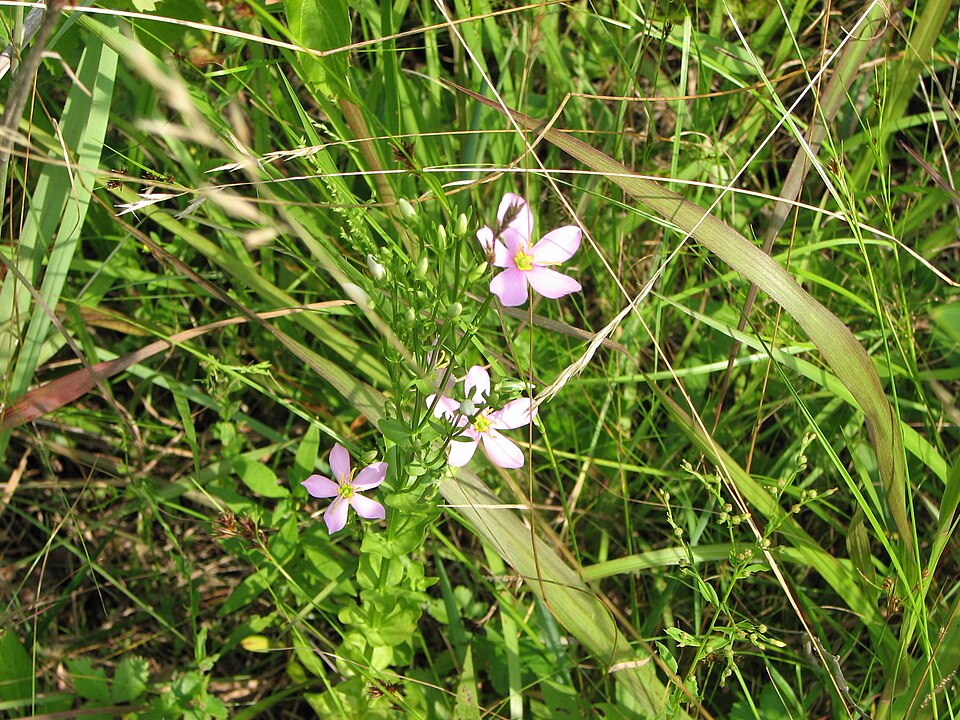 Sabatia angularis (Rosepink)
