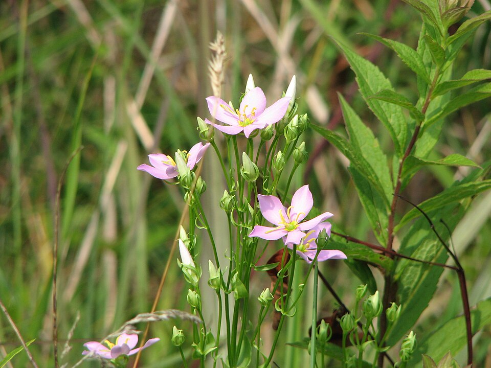 Sabatia angularis (Rosepink) (alternate view 2)