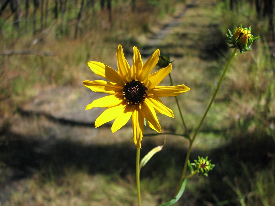 Helianthus angustifolius (Swamp Sunflower) (alternate view 6)