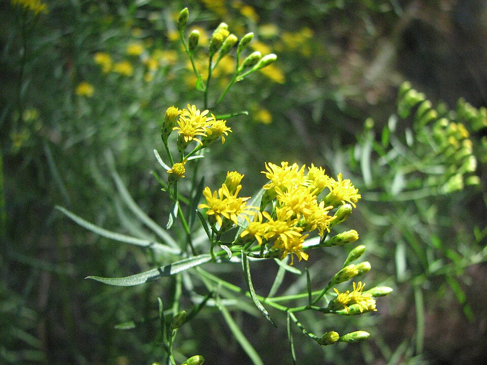 Euthamia caroliniana (slender goldentop) (alternate view 6)