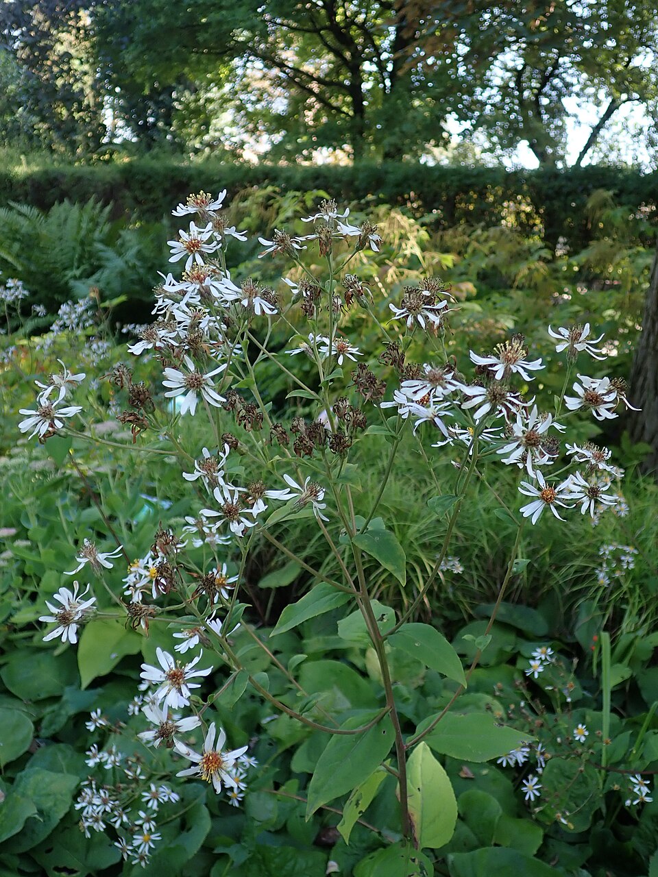 Eurybia macrophylla (large-leaved aster)