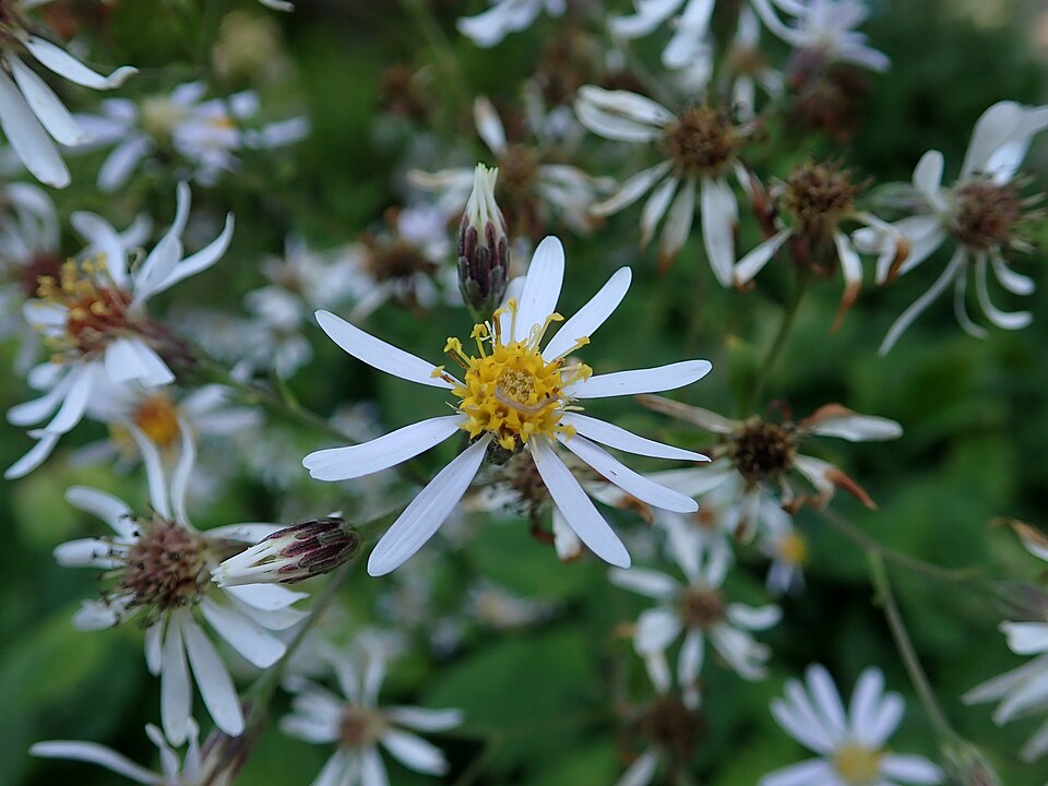 Eurybia macrophylla (large-leaved aster)