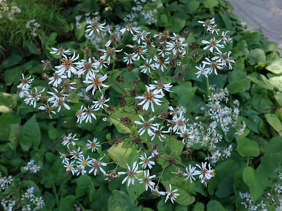 Eurybia macrophylla (large-leaved aster)