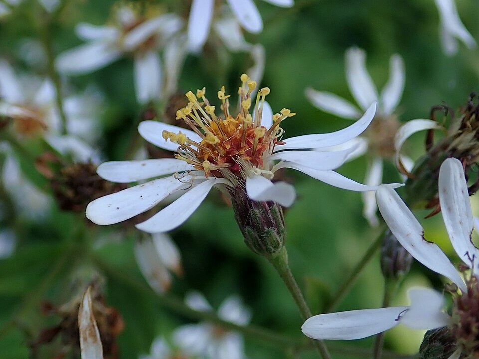Eurybia macrophylla (large-leaved aster)