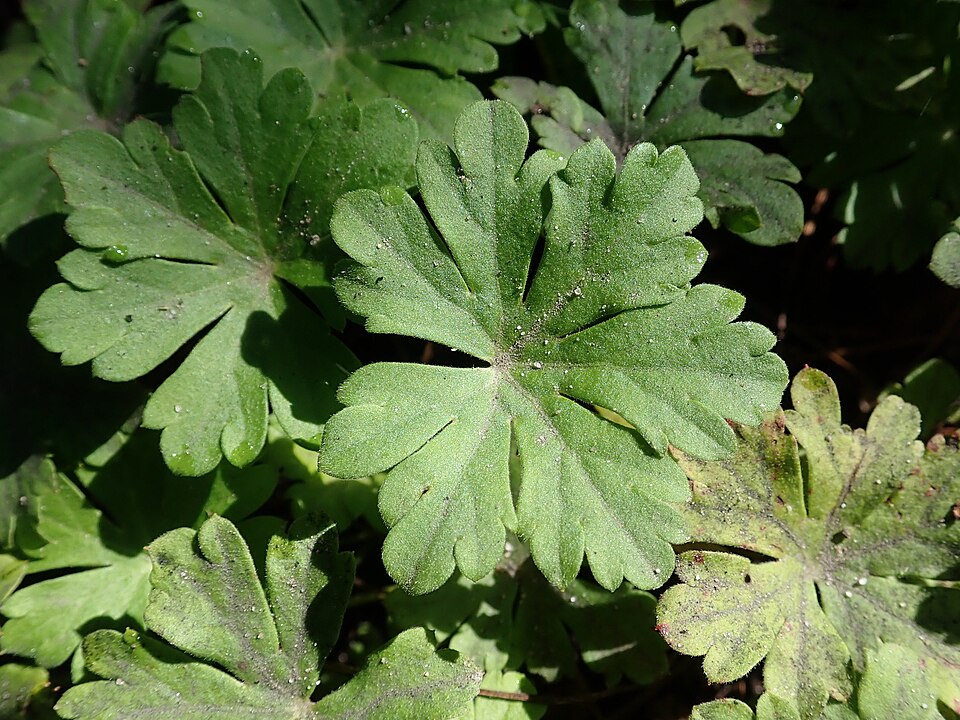 Geranium × cantabrigiense 'Karmina' (Karmina Cambridge Cranesbill) (alternate view 5)