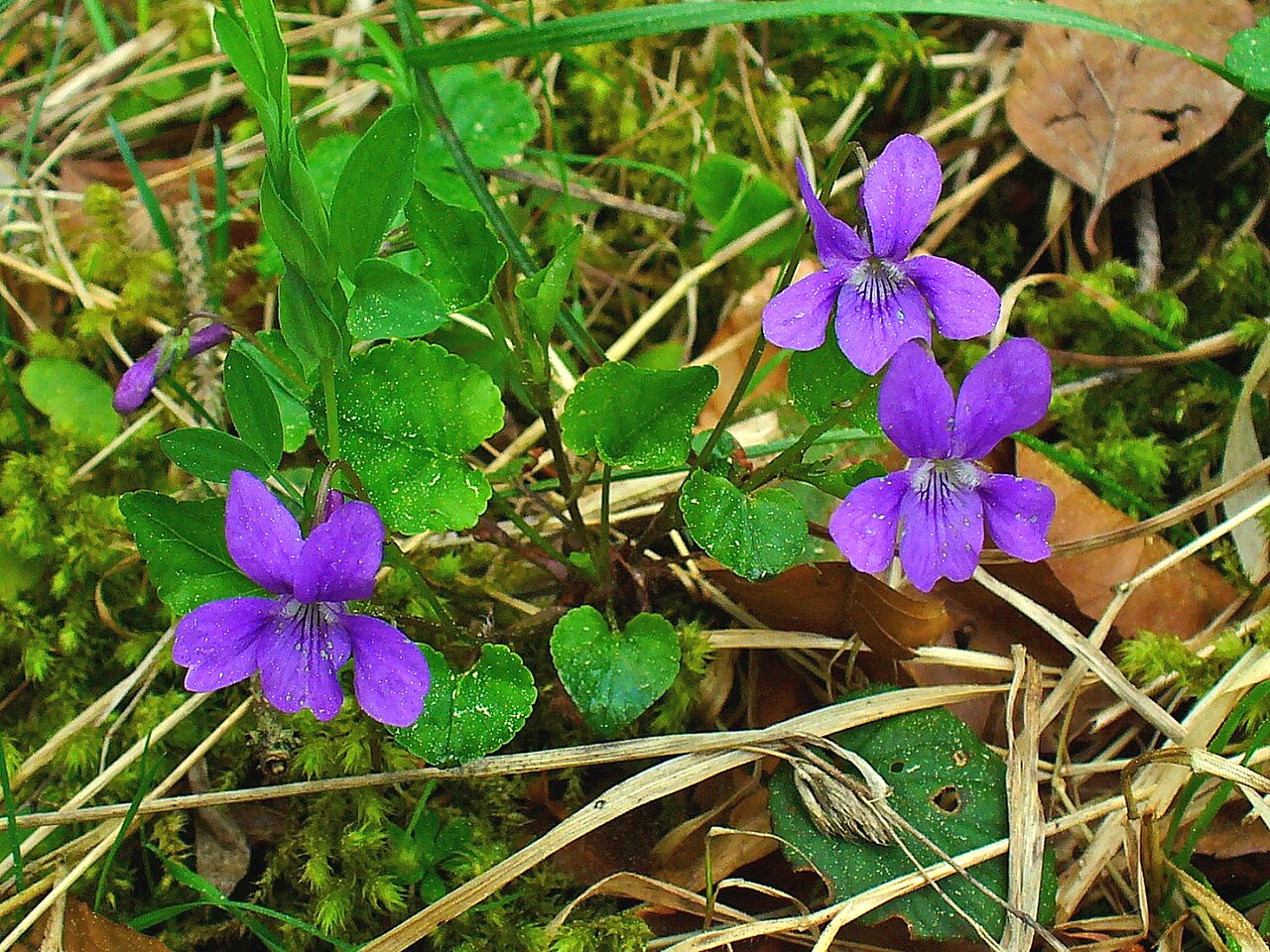 Viola (Viola)