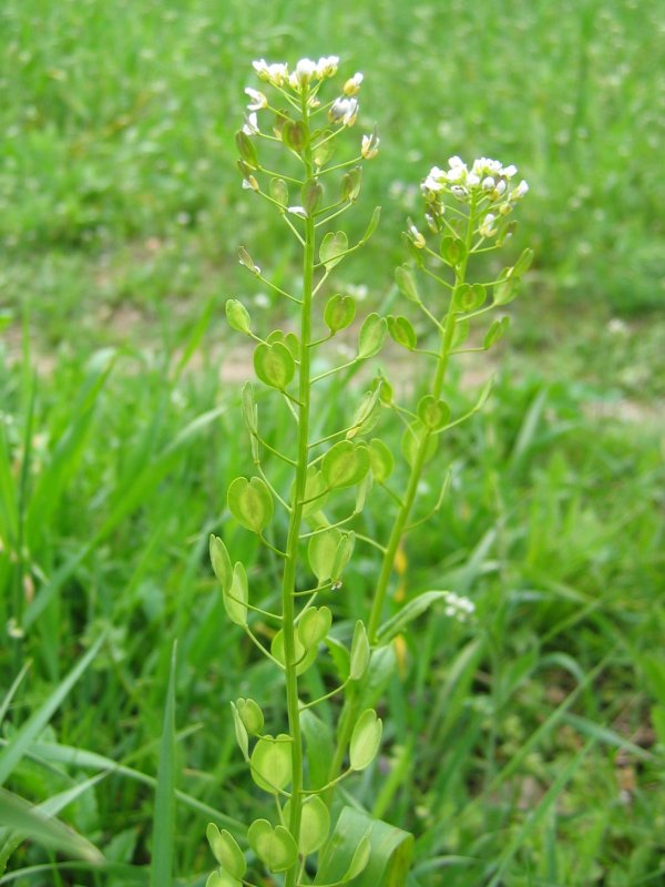 Thlaspi arvense (field penny-cress)