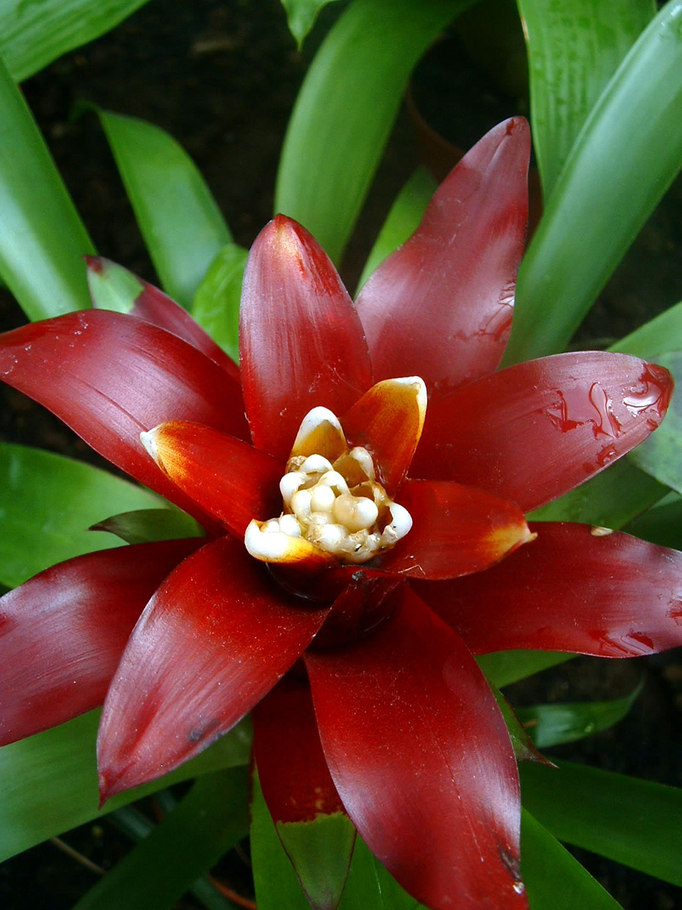 Guzmania lingulata (Scarlet Star) (alternate view 5)