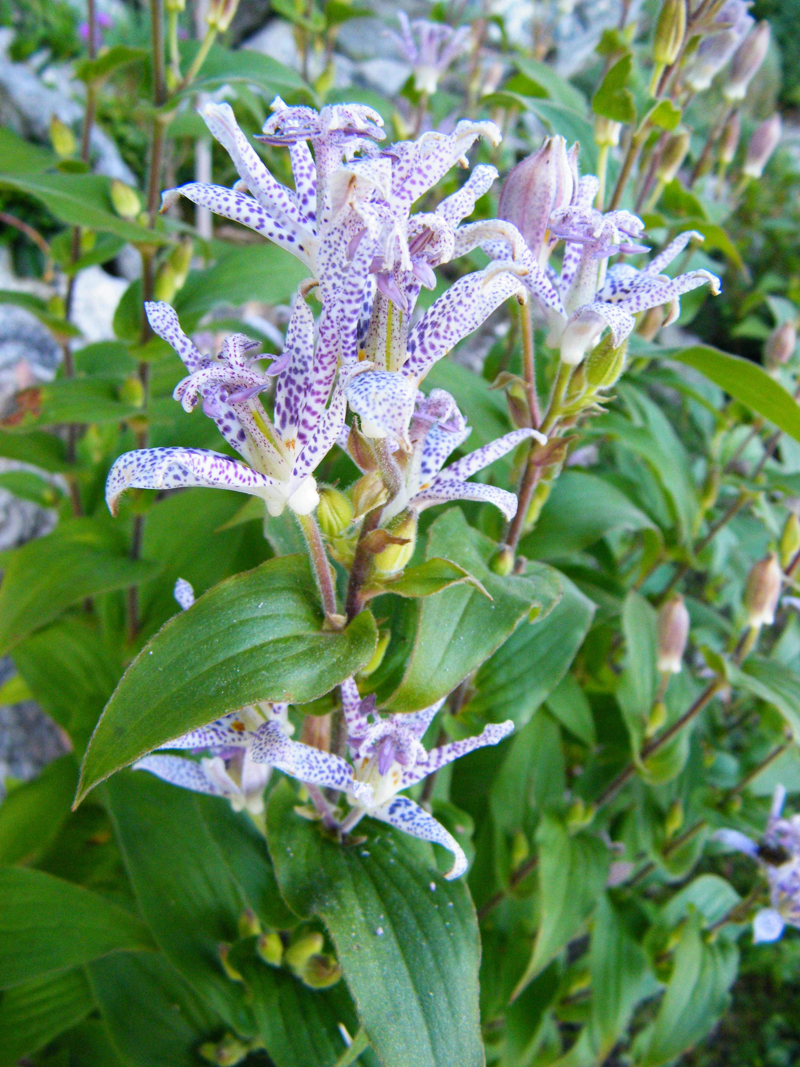 Tricyrtis hirta, Toad lily — clumping deciduous (Colchicaceae) (image 3 of 3)