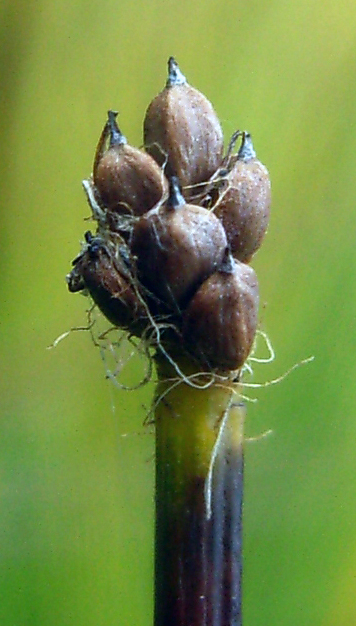 Trichophorum cespitosum (Tufted Bulrush)