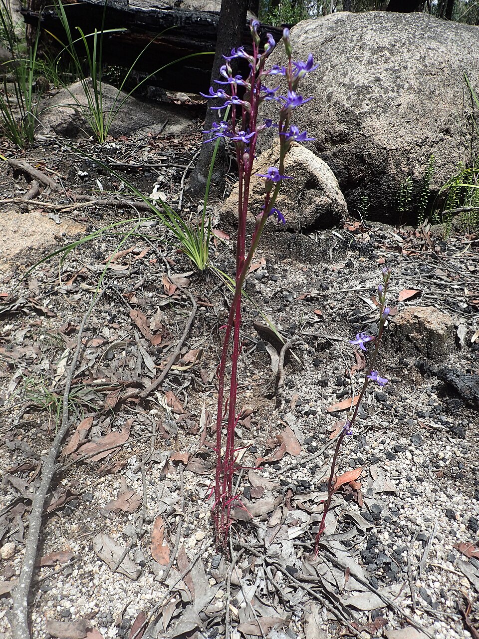 Lobelia gibbosa (tall lobelia)