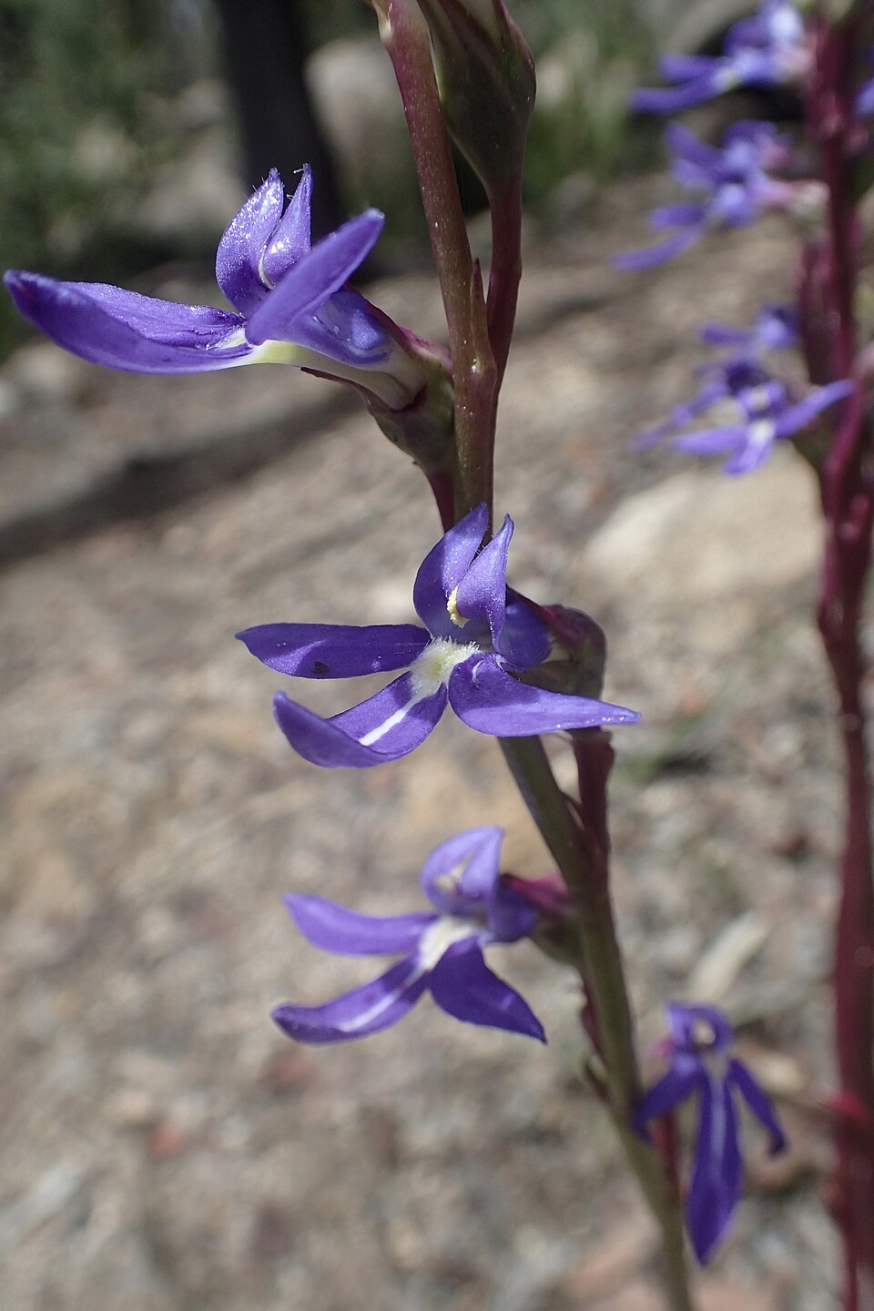 Lobelia gibbosa (tall lobelia) (alternate view 2)