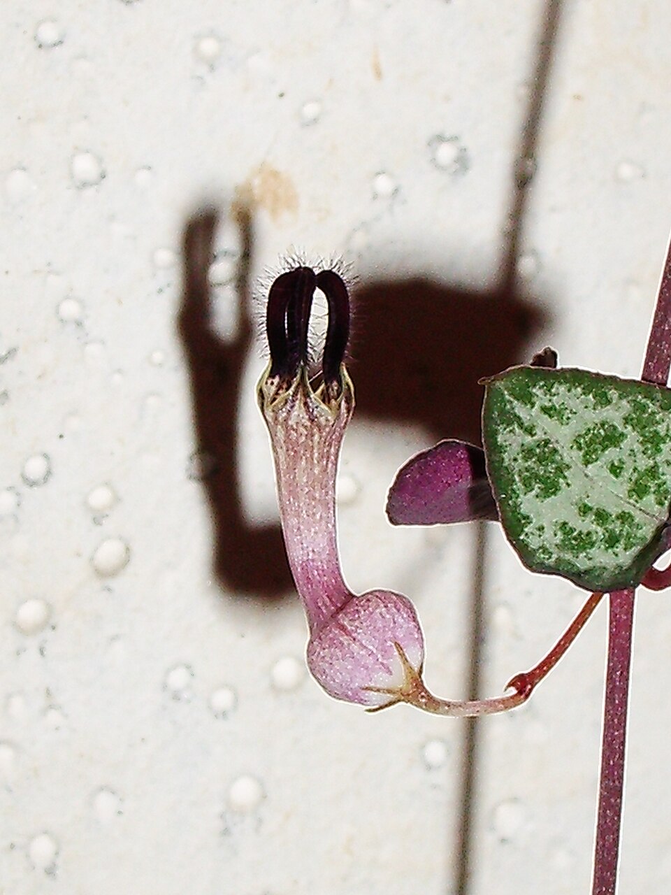 Ceropegia woodii (String of Hearts) (alternate view 5)