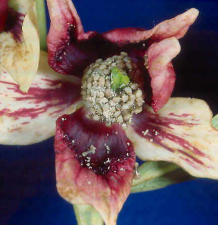 Asimina reticulata (netted pawpaw)