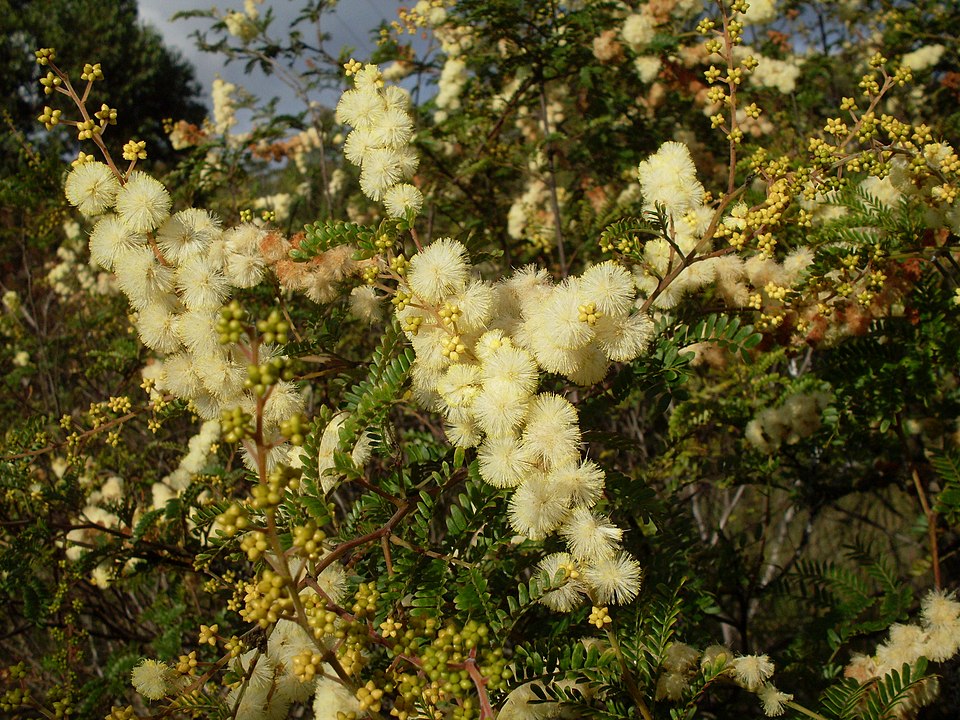 Acacia terminalis (Sunshine Wattle) (alternate view 5)