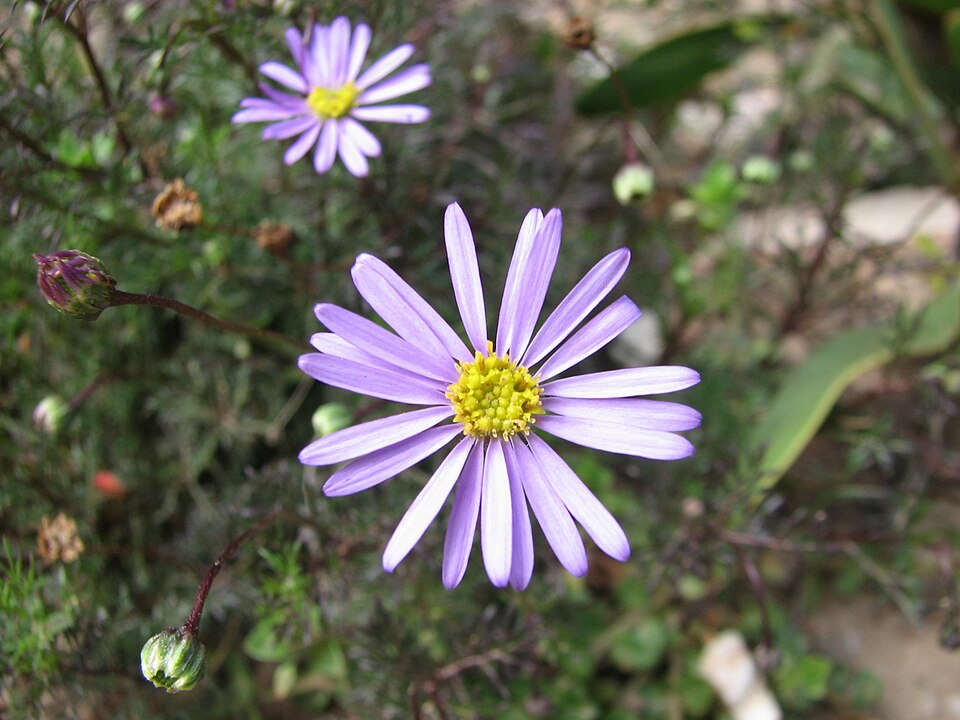 Brachyscome multifida (cut-leaved daisy) (alternate view 9)