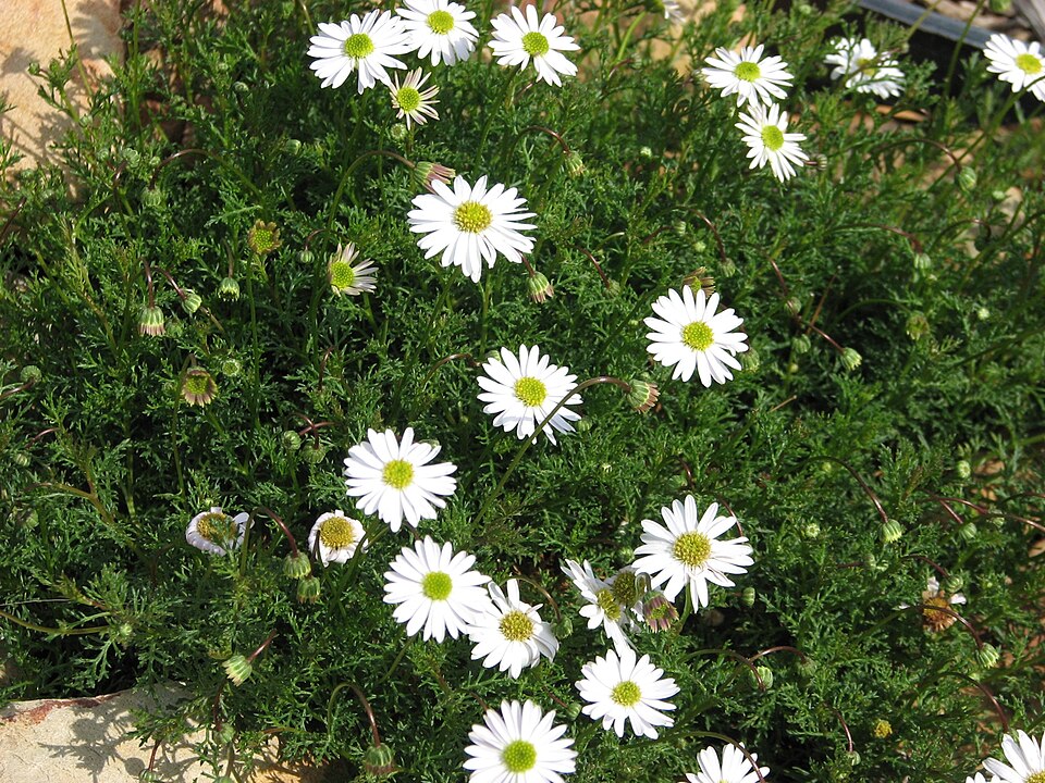 Brachyscome multifida (cut-leaved daisy) (alternate view 10)
