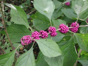 Callicarpa americana (American Beautyberry) (alternate view 6)