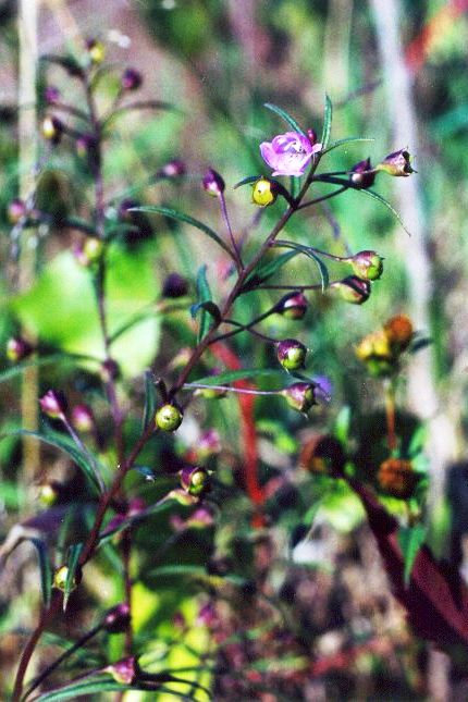 Agalinis tenuifolia (slender false foxglove) (alternate view 6)