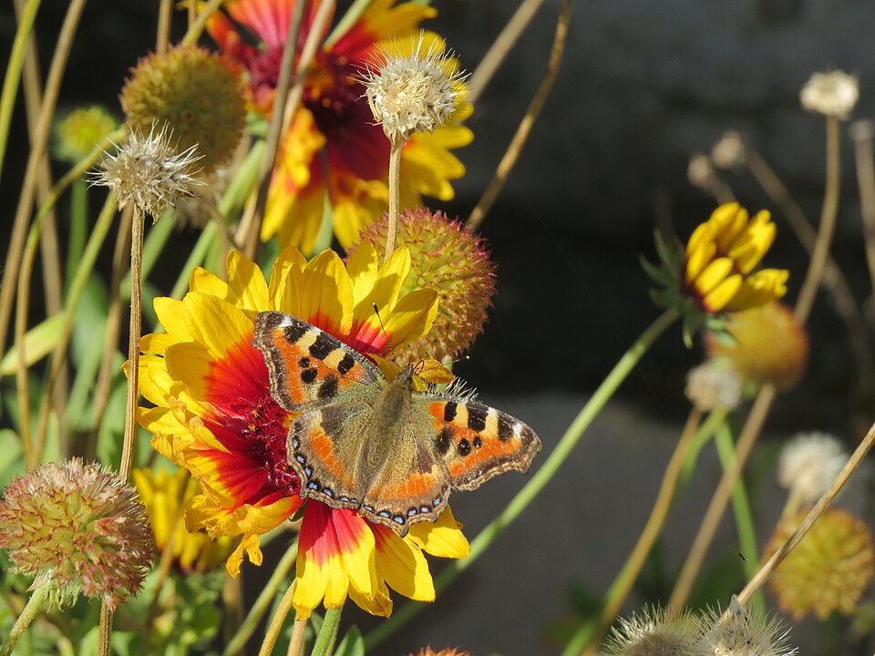 Gaillardia (Blanketflowers) (alternate view 4)