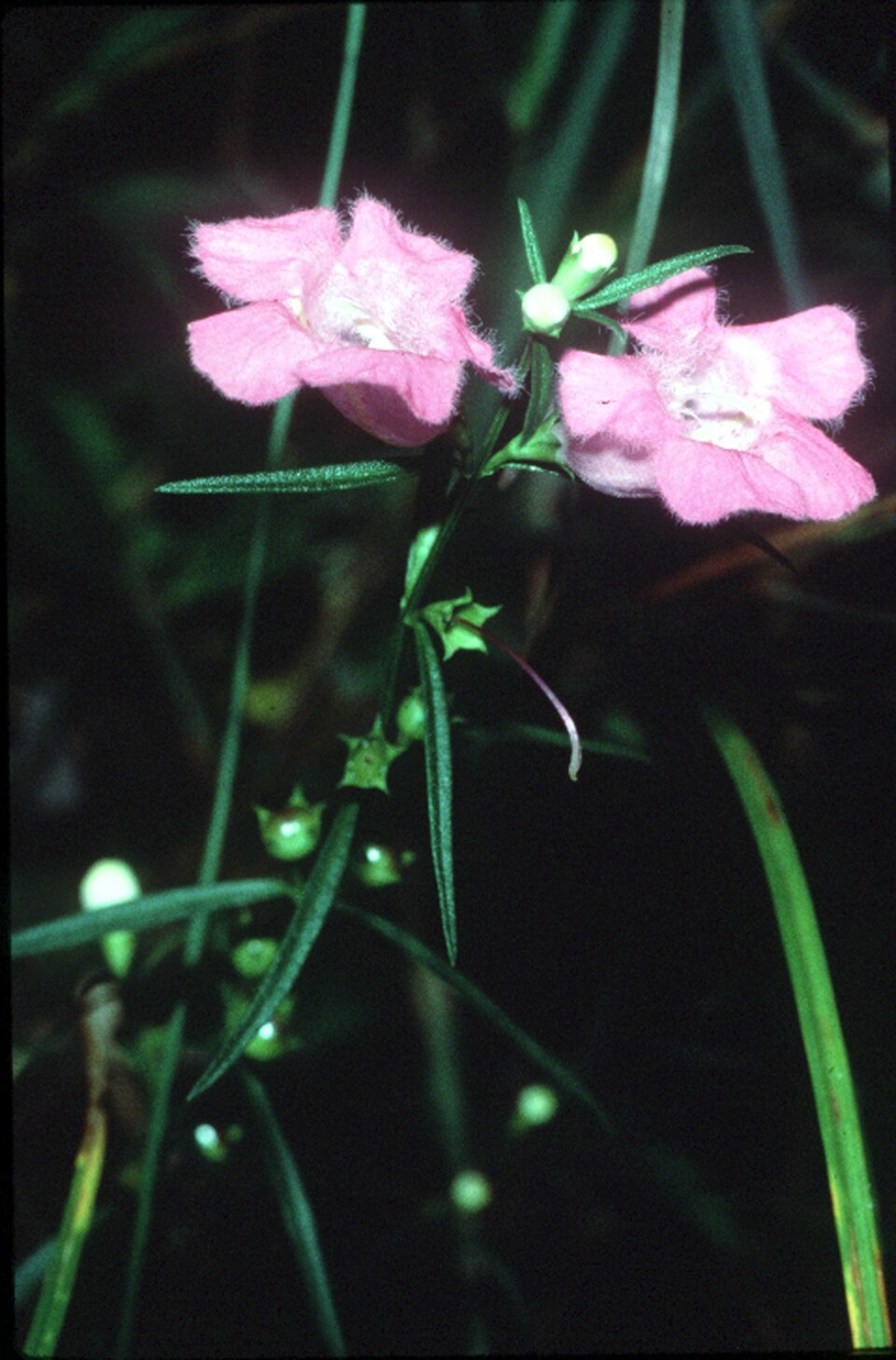 Agalinis purpurea (purple false foxglove) (alternate view 6)