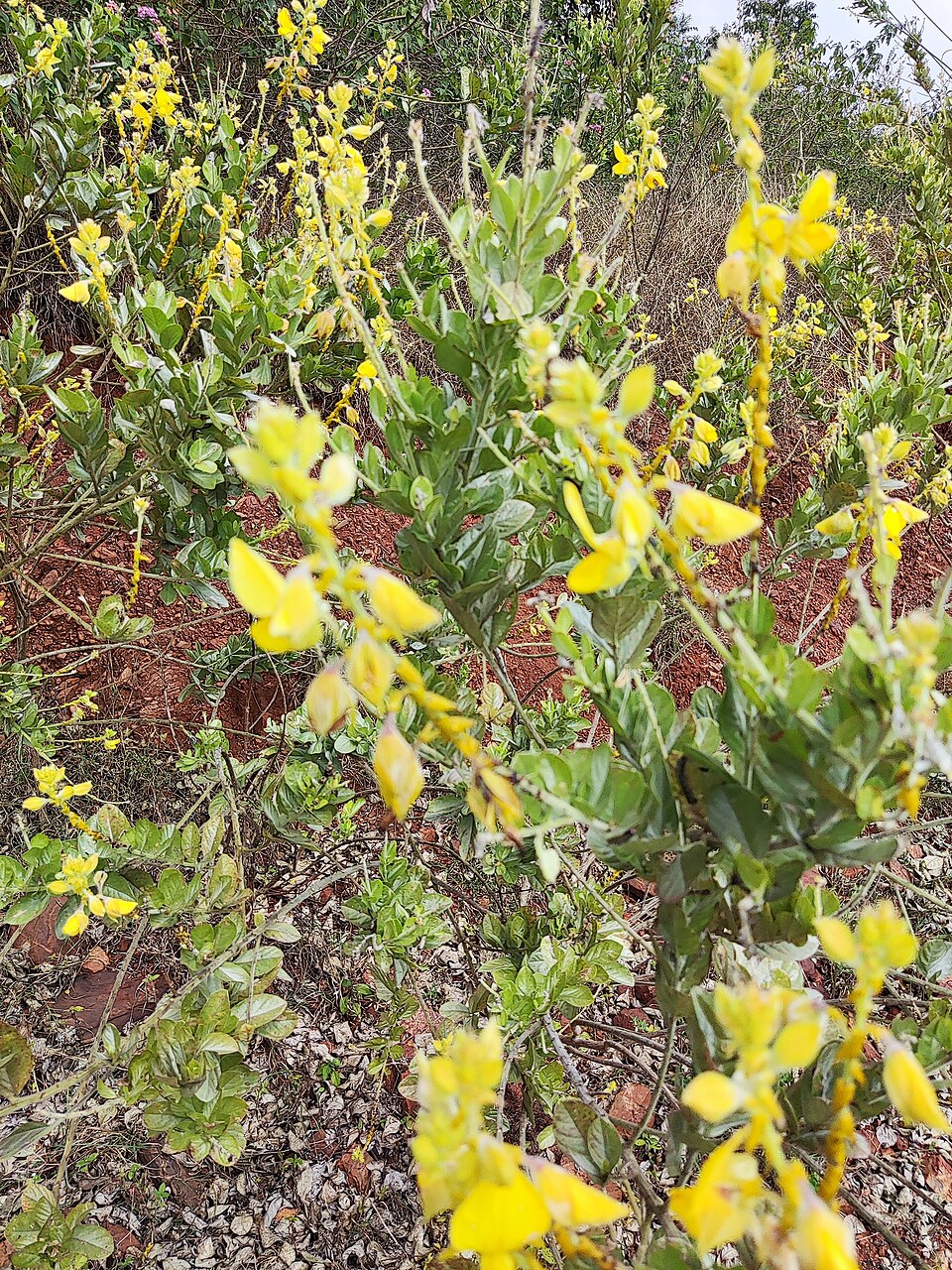 Crotalaria (Rattlepods) (alternate view 8)